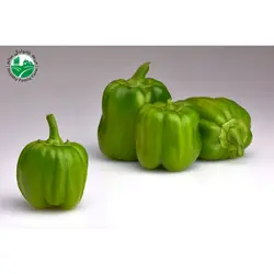 فلفل دلمه ای رنگی ارگانیک