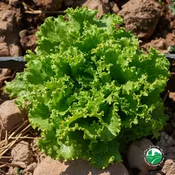 کاهو فرانسه فر سبز ارگانیک