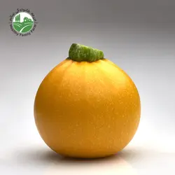 کدو گرد زرد ارگانیک