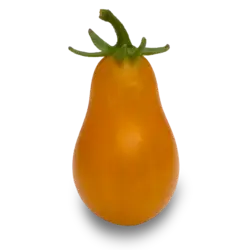 گوجه گلابی