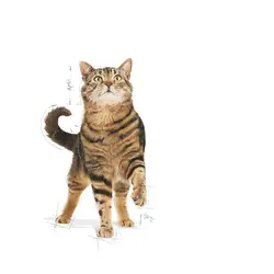 غذای خشک گربه رویال کنین مدل Appetite Control Care وزن 2 کیلوگرم - پت شاپ آنلاین اورنگ پت