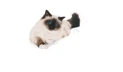 غذای خشک گربه رویال کنین مدل Hairball Care بسته 400 گرمی - پت شاپ آنلاین اورنگ پت
