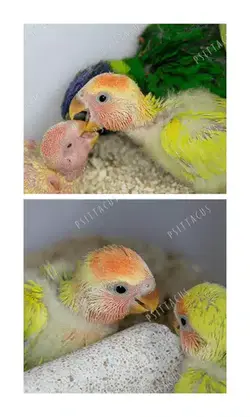 سرلاک طوطی سانان سیتاکوس مدل Mini وزن 1 کیلوگرم - پت شاپ آنلاین اورنگ پت