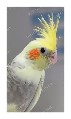 غذای طوطی سانان سیتاکوس مدل Mini بسته 1 کیلوگرمی اورنگ پت - پت شاپ آنلاین اورنگ پت