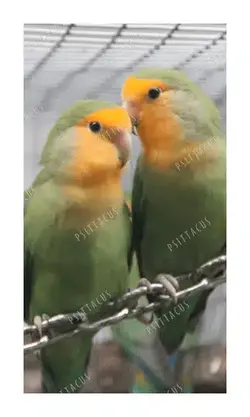 غذای طوطی سانان سیتاکوس مدل Minor بسته 500 گرمی اورنگ پت - پت شاپ آنلاین اورنگ پت