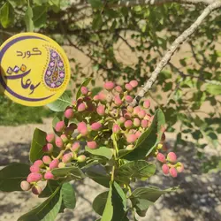 مغز پسته کوهی تازه شکن