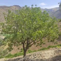 مغز پسته کوهی تازه شکن