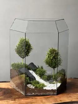 وابی کوزا طرح رودی (تراریوم)