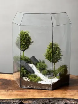 وابی کوزا طرح رودی (تراریوم)