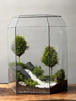 وابی کوزا طرح رودی (تراریوم)