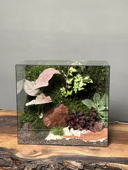 موساریوم پینک رد (تراریوم)