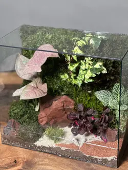 موساریوم پینک رد (تراریوم)