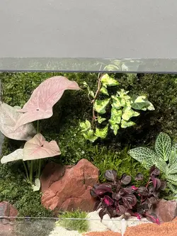 موساریوم پینک رد (تراریوم)