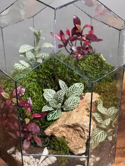 تراریوم گنبد سبز