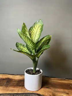 گیاه دیفن باخیا