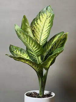 گیاه دیفن باخیا