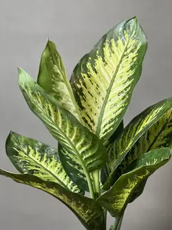 گیاه دیفن باخیا