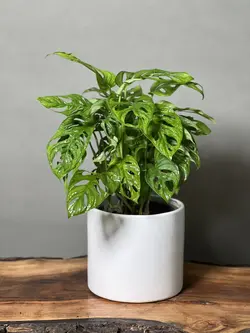 گیاه پتوس حصیری (پتوس سوراخ دار)