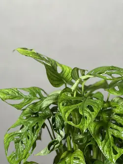 گیاه پتوس حصیری (پتوس سوراخ دار)