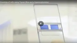 شمارش سلول با لام هموسایتومتر - Peyvand Tashkhis Teb
