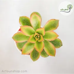 آئونیوم گل بشقابی