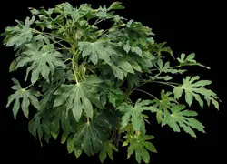 پرسوناژ درخت برای فتوشاپ با فرمت PNG