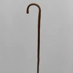 بلوط وحشی مایا