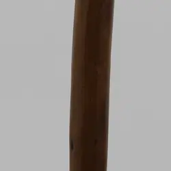 بلوط وحشی مایا