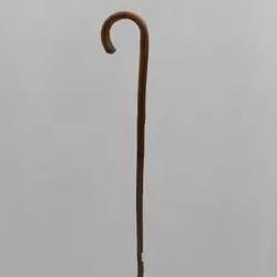 عصای بلوط وحشی لوچیا