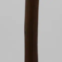 عصای بلوط وحشی لوچیا