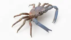 مدل سه بعدی خرچنگ عنکبوتی Spider Crab