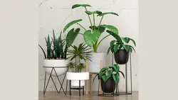 مجموعه مدل سه بعدی گیاهان Plant 27