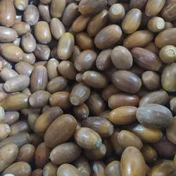 بلوط مخصوص پرندگان زینتی و جوندگان - Bizim Tuti بیزیم طوطی