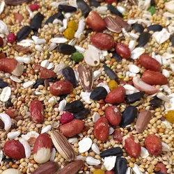 غذای مخصوص طوطی سانان