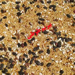 دان و غذای مخلوط پرندگان زینتی