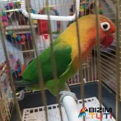 طوطی برزیلی سخنگو - Bizim Tuti بیزیم طوطی