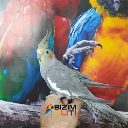 عروس هلندی فول اهلی سخنگو - Bizim Tuti بیزیم طوطی