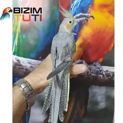 عروس هلندی فول اهلی سخنگو - Bizim Tuti بیزیم طوطی