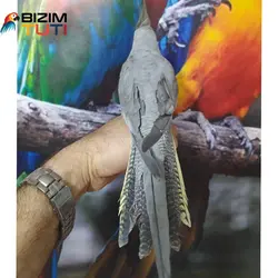 عروس هلندی فول اهلی سخنگو - Bizim Tuti بیزیم طوطی