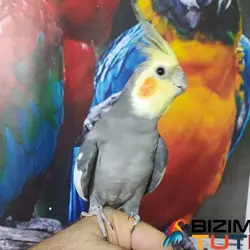 عروس هلندی اهلی سخنگو - Bizim Tuti بیزیم طوطی