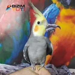 عروس هلندی اهلی سخنگو - Bizim Tuti بیزیم طوطی