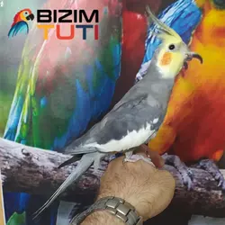 عروس هلندی اهلی سخنگو - Bizim Tuti بیزیم طوطی