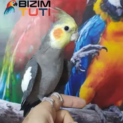 عروس هلندی سخنگو - Bizim Tuti بیزیم طوطی