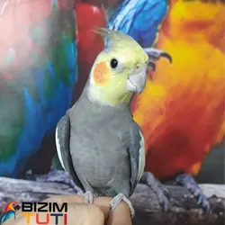 عروس هلندی سخنگو - Bizim Tuti بیزیم طوطی