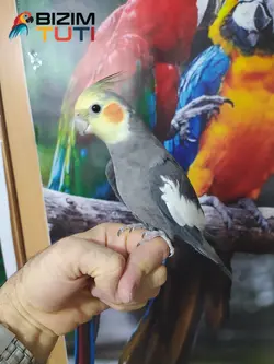 عروس هلندی سخنگو - Bizim Tuti بیزیم طوطی