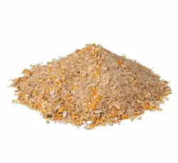 دان شرکتی 1 تخم گذار