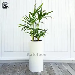 گیاه نخل کنتیا