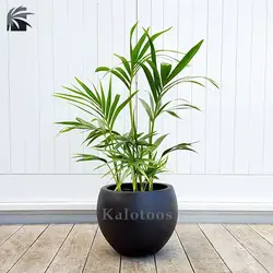 گیاه نخل کنتیا