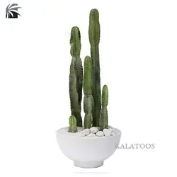کاکتوس سرئوس پریویانوس