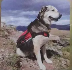 قلاده پلیس جیب دار سگ مدل M.GH